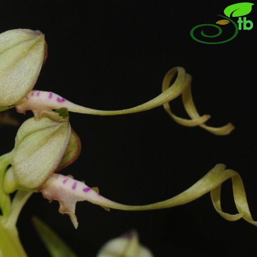 Himantoglossum-Keşkeşçiçeği