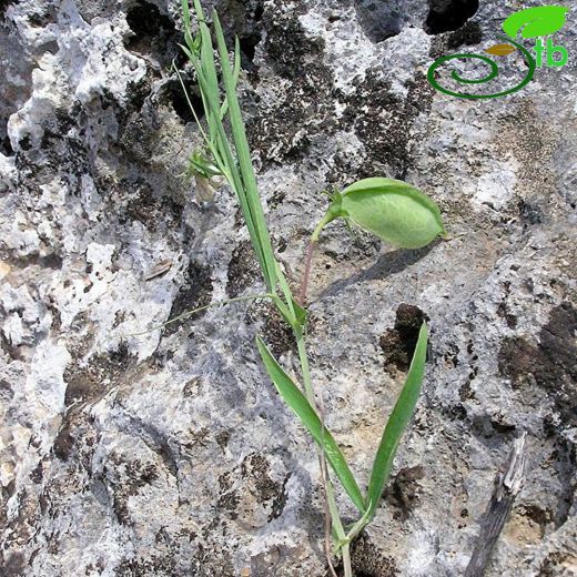 Lathyrus blepharicarpus