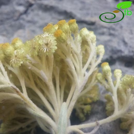 Helichrysum chasmolycicum