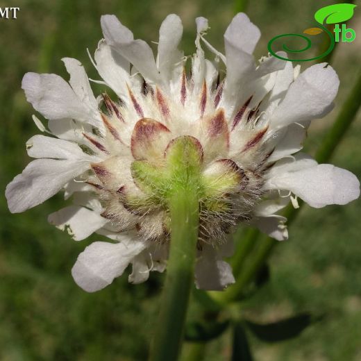 Cephalaria aristata