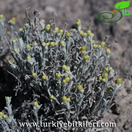 Helichrysum noeanum