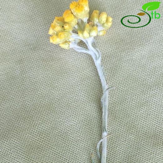 Helichrysum heywoodianum
