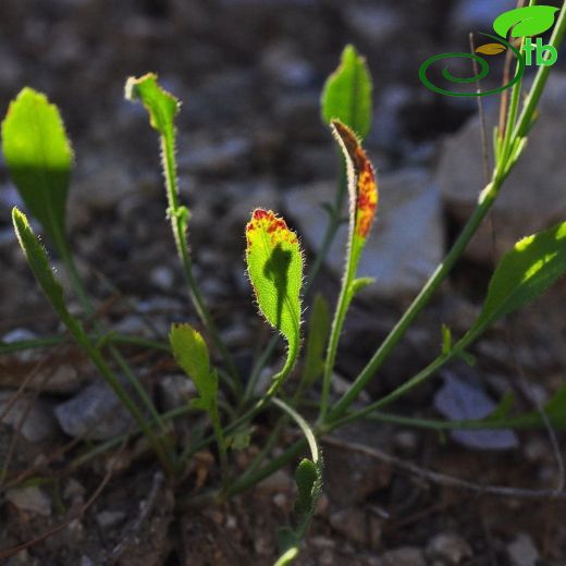 Cephalaria lycica