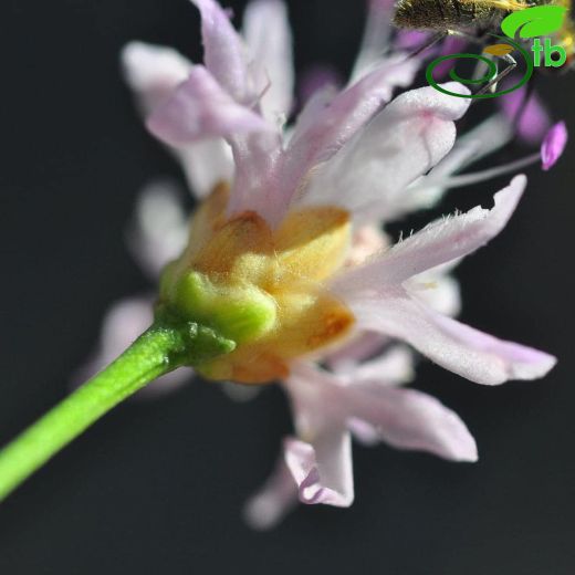 Cephalaria lycica