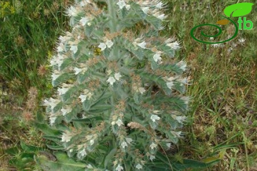 subsp. siculum-İtalya