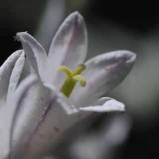 subsp. densiflora-Tunceli