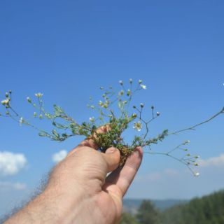var pauciflora-Sandras dağı