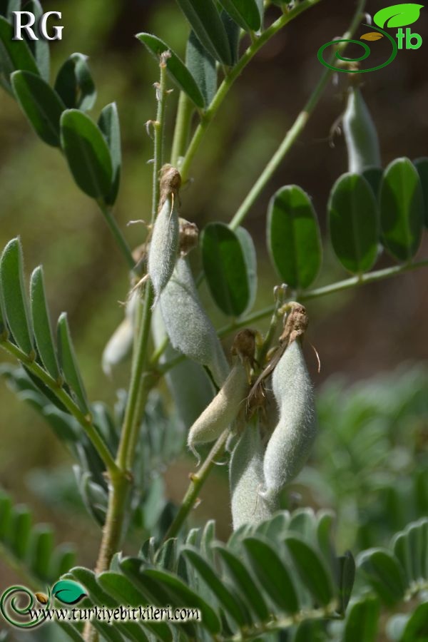 ssp orientalis-Marmaris-Muğla
