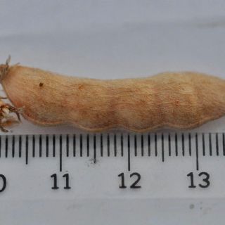 subsp. reticulatus-Alanya