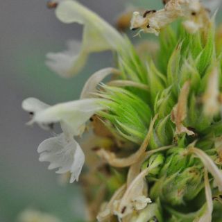 ssp albiflora-Çamlıyayla