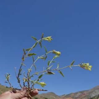 ssp santolinoides-Divriği-Sivas