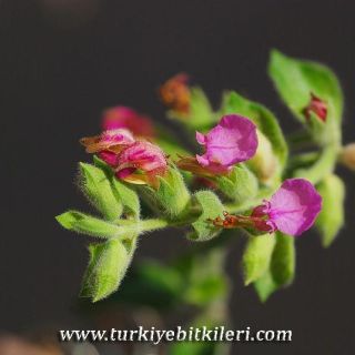 subsp.villosum-İzmir