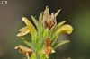 subsp.isaurica-Alanya