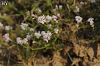 subsp. lilaciflora- İzmir