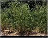 subsp. agrimoniifolium- Mardin