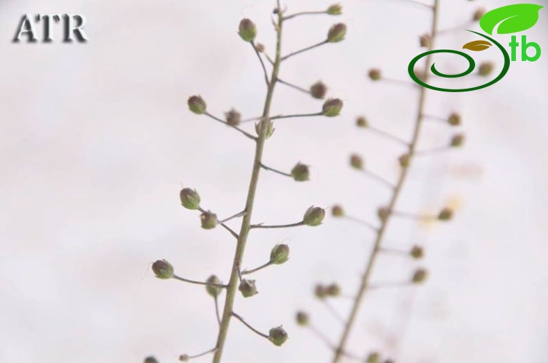 ssp dudleyanum-Burdur