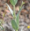 ssp polyphyllum-Silifke-Mersin