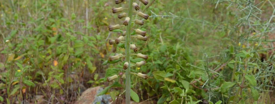 Leopoldia buseana Asparan DSC 0055