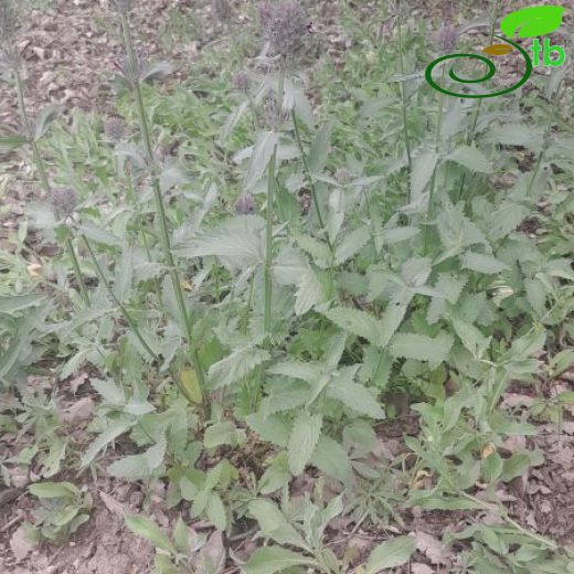 Nepeta trachonitica