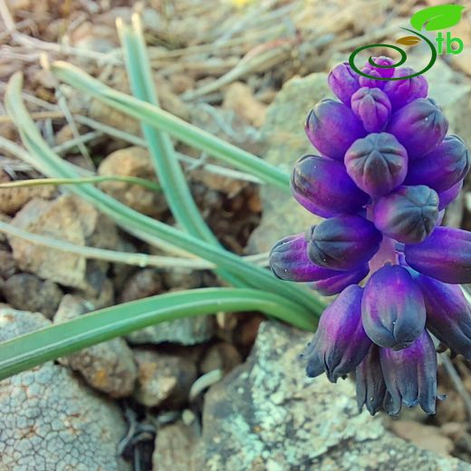 Muscari inconstrictum