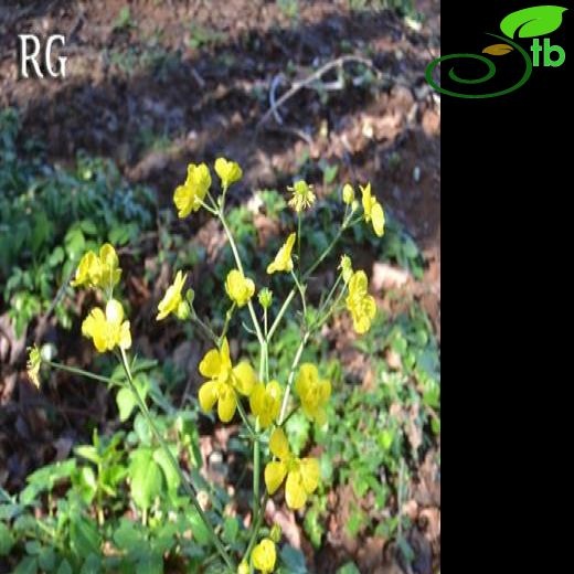 Ranunculus constantinopolitanus