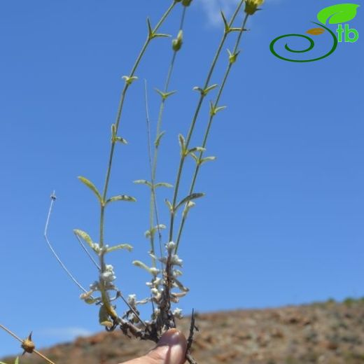 Sideritis leptoclada