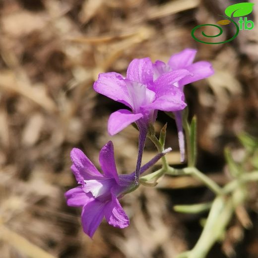 Delphinium coelosyriacum