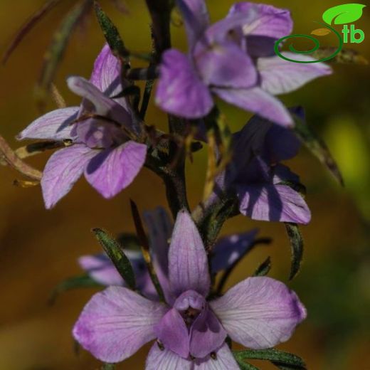 Delphinium axilliflorum