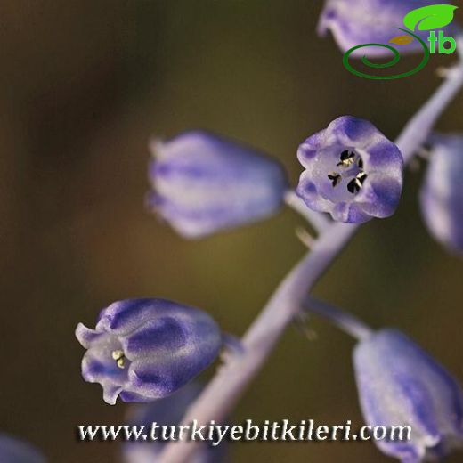 Muscari parviflorum