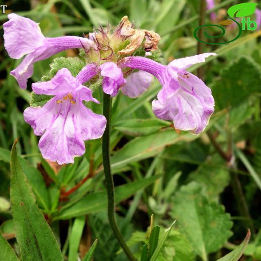 Stachys macrantha