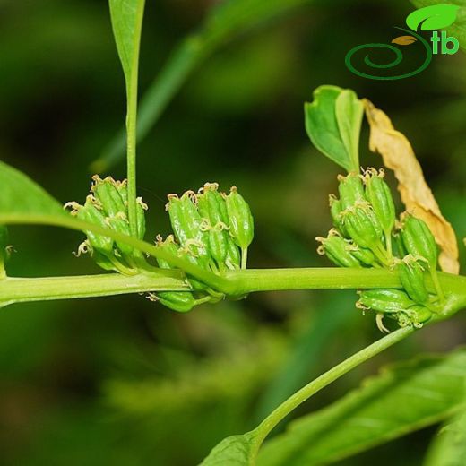 Datiscaceae-Renkotugiller