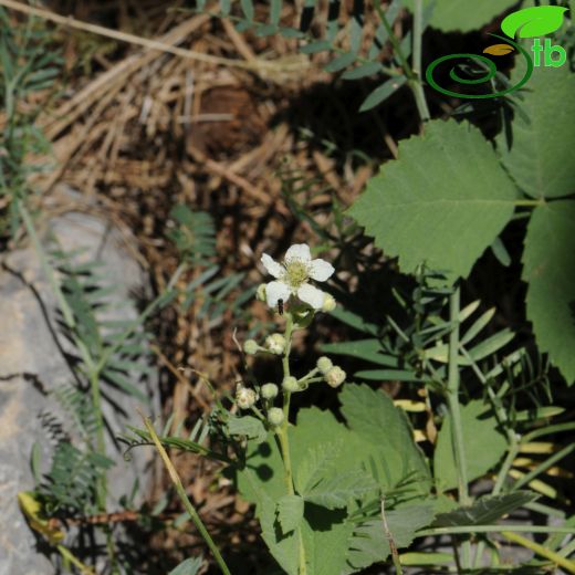 Rubus canescens