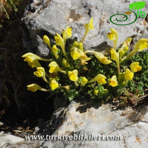 Subsp. alpina
