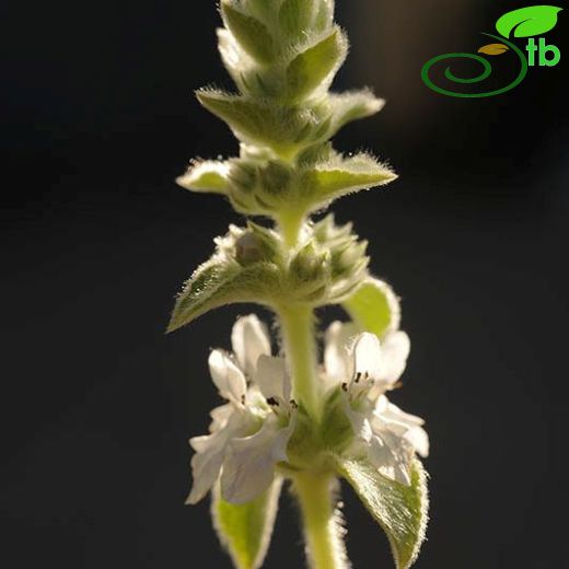 Stachys longispicata