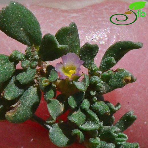 Frankeniaceae-Tülpembegiller