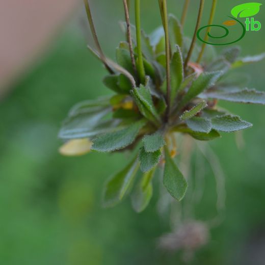 Brassicaceae-Turpgiller