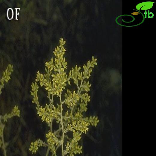 Artemisia sieberi