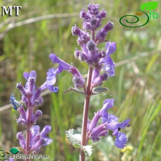 Nepeta racemosa