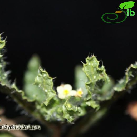 Anchusa aegyptiaca