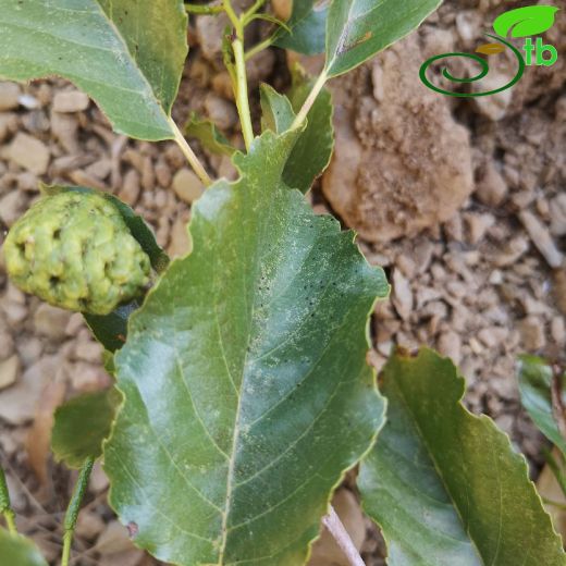 Betulaceae-Huşgiller