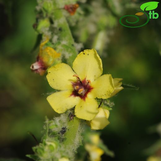 Verbascum lydium