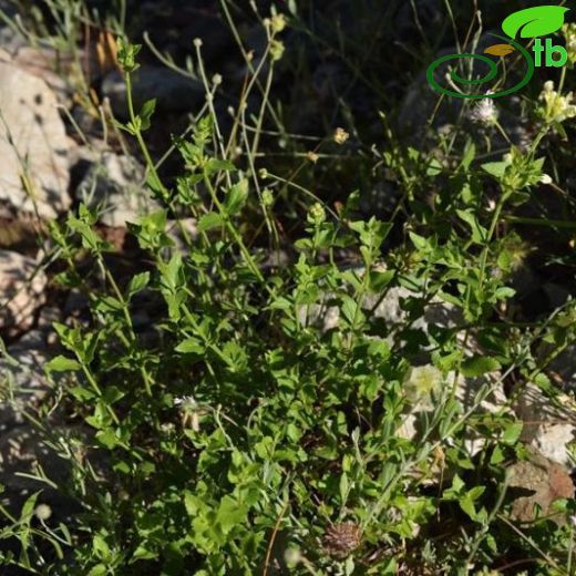 Stachys tundjeliensis