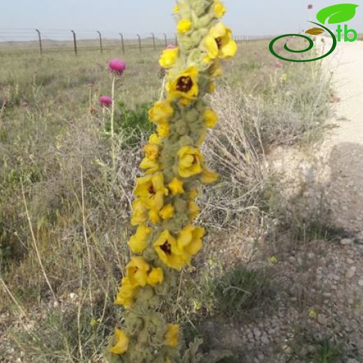 Verbascum misirdalianum