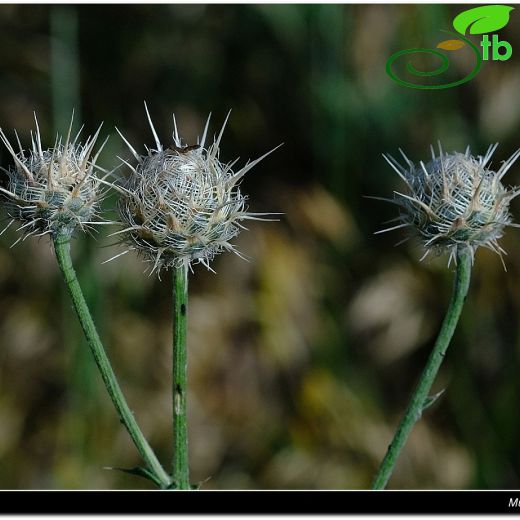 Asteraceae-Papatyagiller