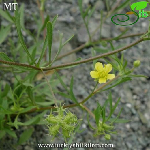 Ranunculus arvensis