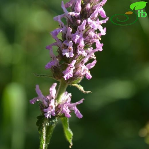 Stachys officinalis