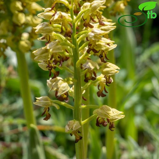 Orchis punctulata