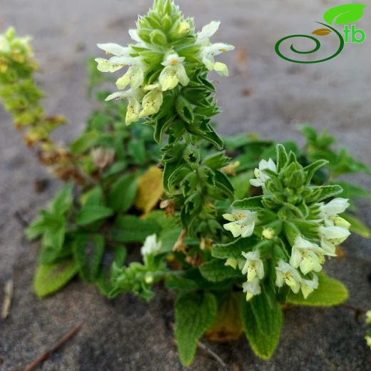 Stachys maritima