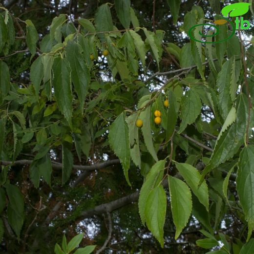 Cannabaceae-Kenevirgiller