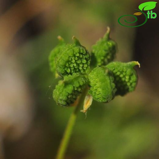 Ranunculus arvensis